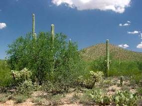 Photo of an Ironwood tree in lush foliage