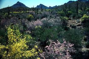 Photo of several Ironwood trees