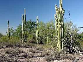 Photo of saguaro and Ironwood tree size comparison