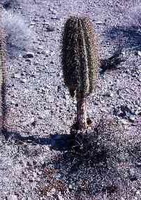 Photo of a saguaro whose lower portion has been consumed