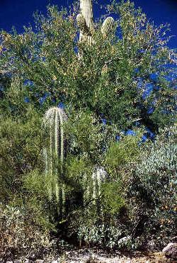 Photo of Ironwood tree and saguaro growing together