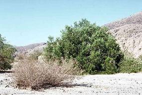 Photo of Ironwood tree growing in wash