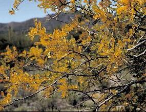 Photo of yellowing Ironwood tree leaves