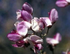 Close up photo of an Ironwood tree blossom