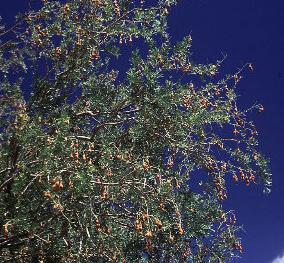 Photo of a fruiting Ironwood tree