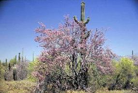 Photo of a flowering ironwood tree