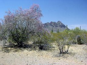 General view of the forest