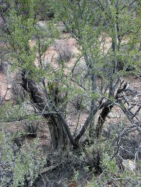 Photo of dead and crown-sprouted Ironwood tree